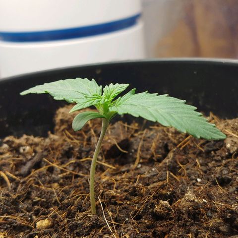 GG #2 growlog timeline photo