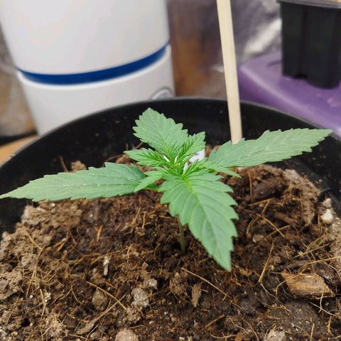 GG #2 growlog timeline photo