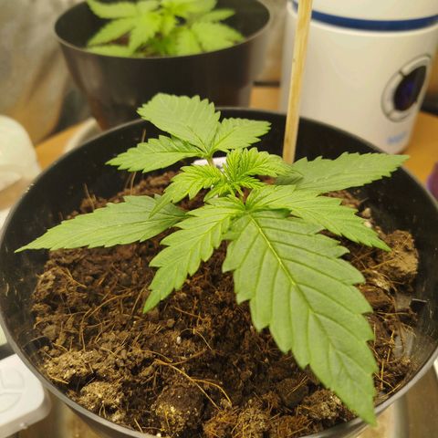 GG #2 growlog timeline photo