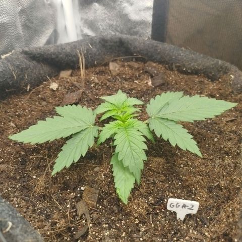 GG #2 growlog timeline photo