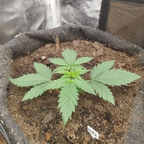 GG #2 growlog timeline photo