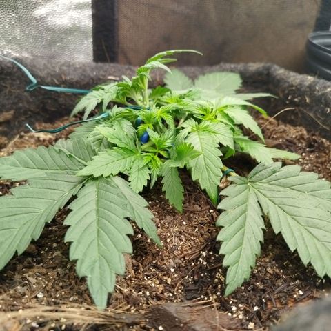 GG #2 growlog timeline photo