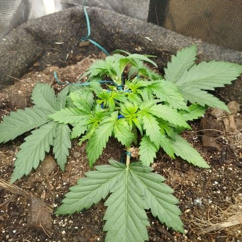 GG #2 growlog timeline photo