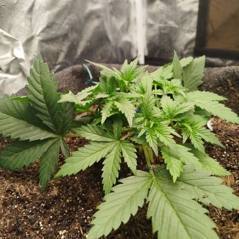 GG #2 growlog photo: Antes de cortar o cabelo 