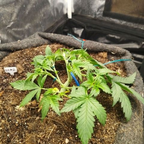 GG #2 growlog timeline photo