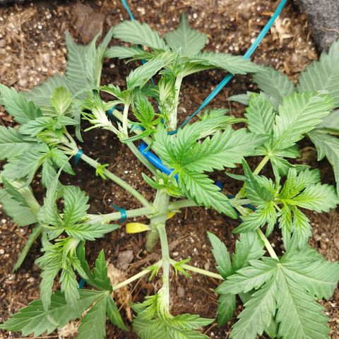 GG #2 growlog timeline photo