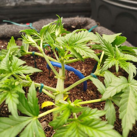 GG #2 growlog timeline photo