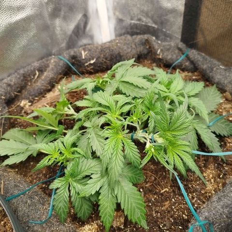GG #2 growlog timeline photo