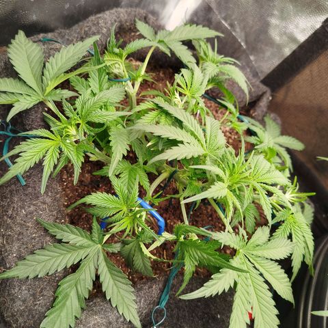 GG #2 growlog timeline photo