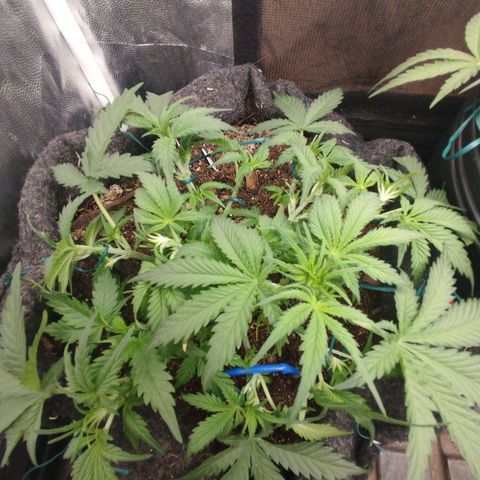 GG #2 growlog timeline photo