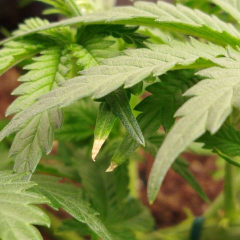GG #2 growlog timeline photo
