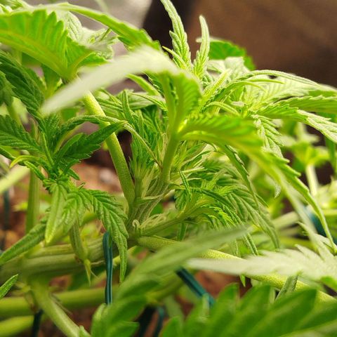 GG #2 growlog timeline photo