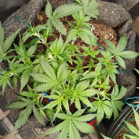 GG #2 growlog timeline photo