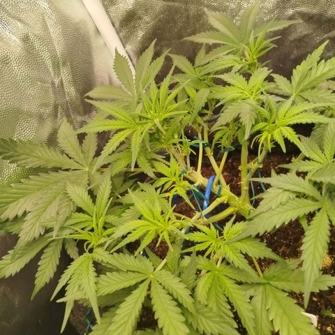 GG #2 growlog timeline photo