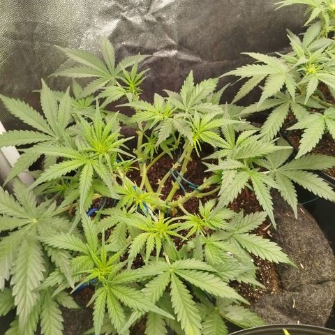 GG #2 growlog timeline photo