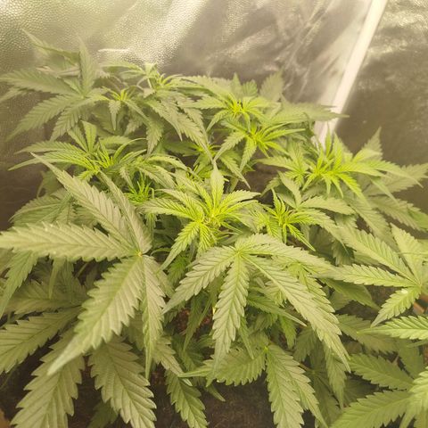 GG #2 growlog timeline photo