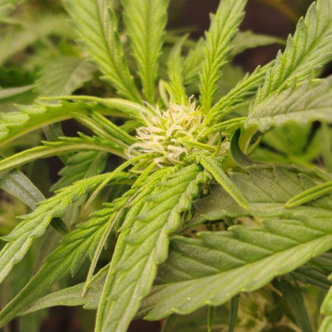 GG #2 growlog timeline photo