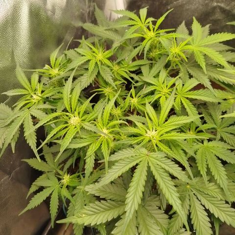 GG #2 growlog timeline photo