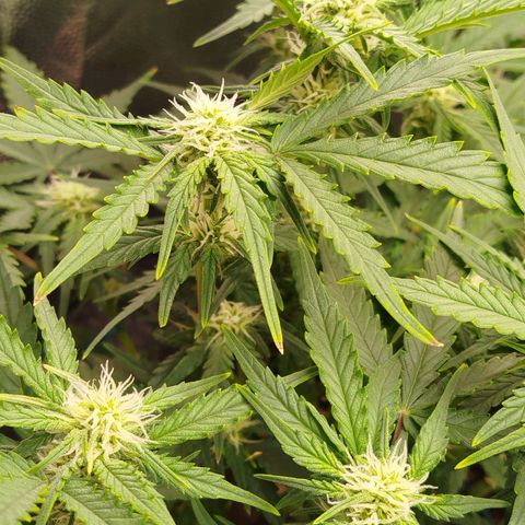 GG #2 growlog timeline photo
