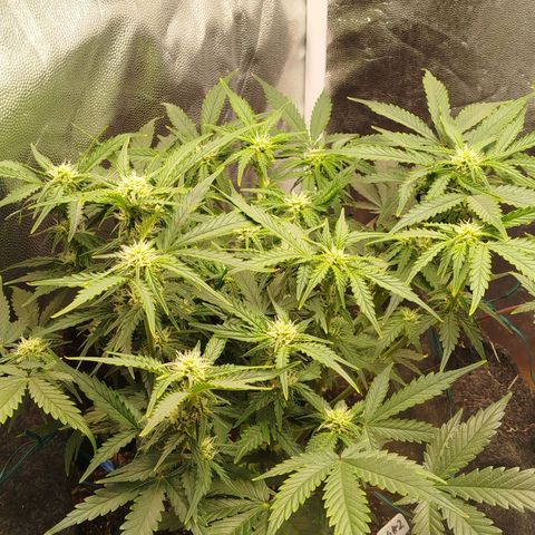 GG #2 growlog timeline photo