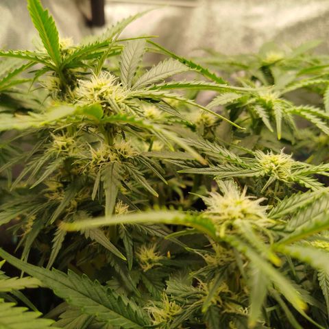 GG #2 growlog timeline photo