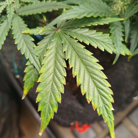 GG #2 growlog timeline photo