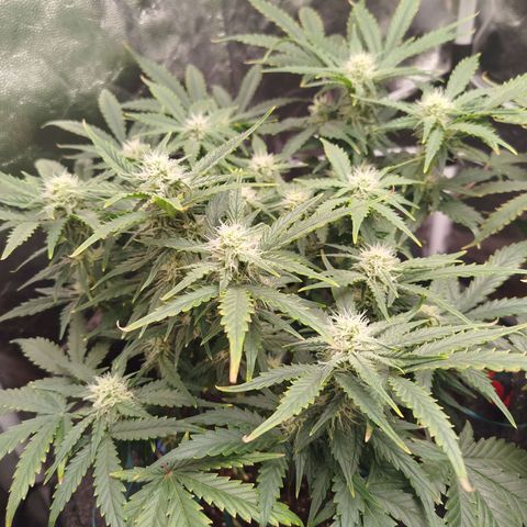 GG #2 growlog timeline photo