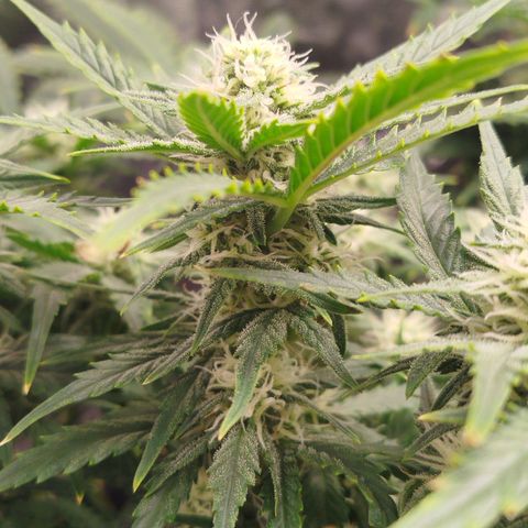 GG #2 growlog timeline photo