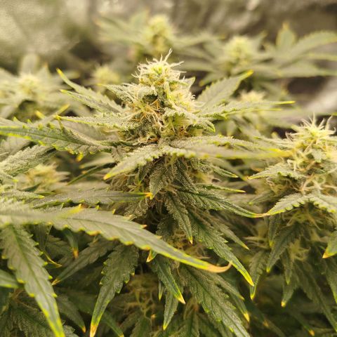 GG #2 growlog timeline photo