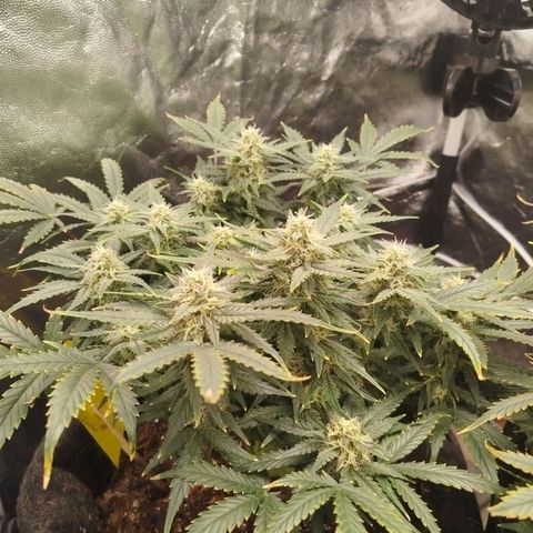 GG #2 growlog timeline photo