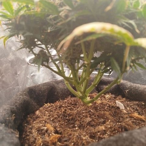 GG #2 growlog timeline photo