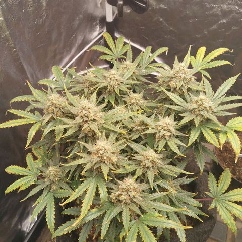 GG #2 growlog timeline photo
