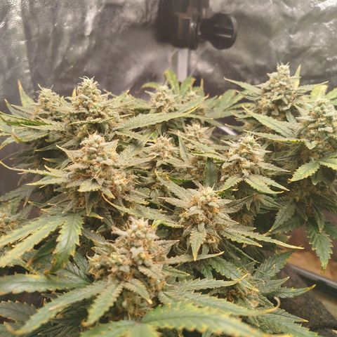 GG #2 growlog timeline photo