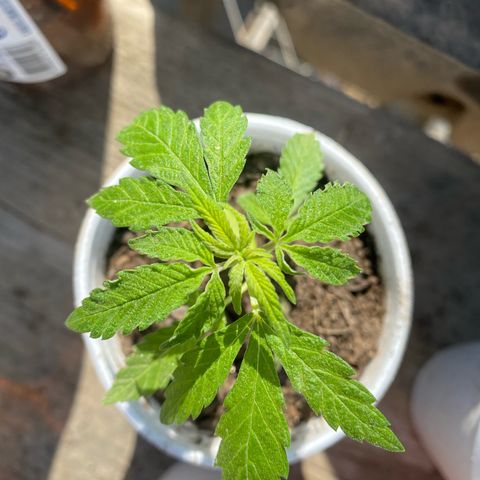 Danahia kush growlog timeline photo