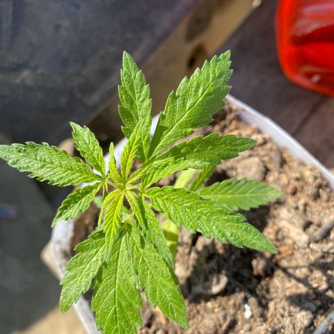 Danahia kush growlog photo: Danahia kush