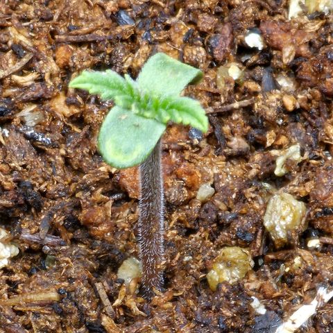 Bruce Banner  growlog timeline photo