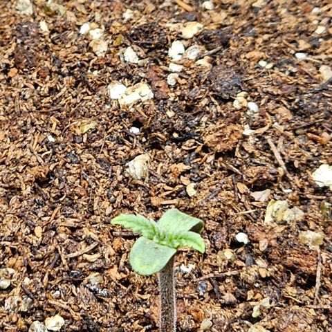 Bruce Banner  growlog timeline photo