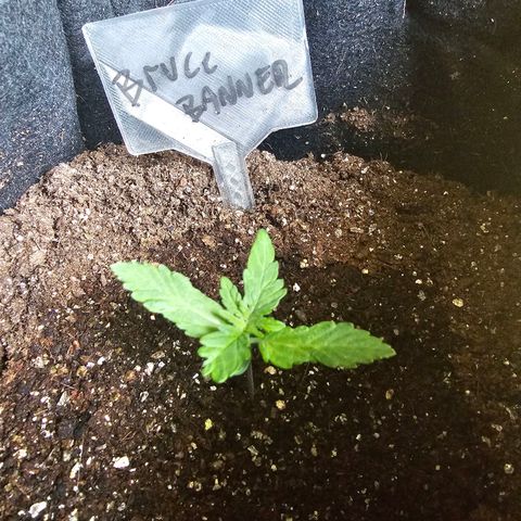 Bruce Banner  growlog timeline photo