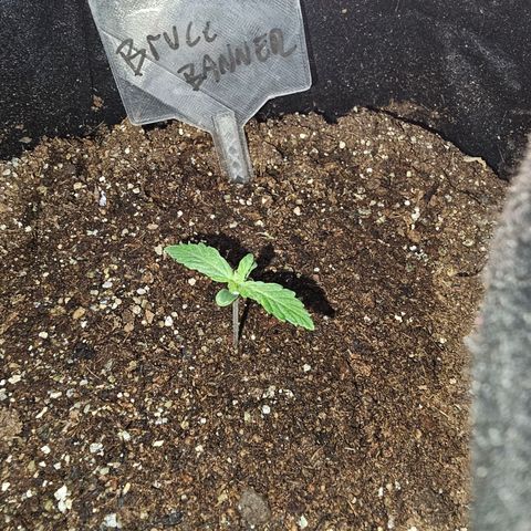 Bruce Banner  growlog timeline photo