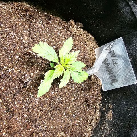 Bruce Banner  growlog timeline photo