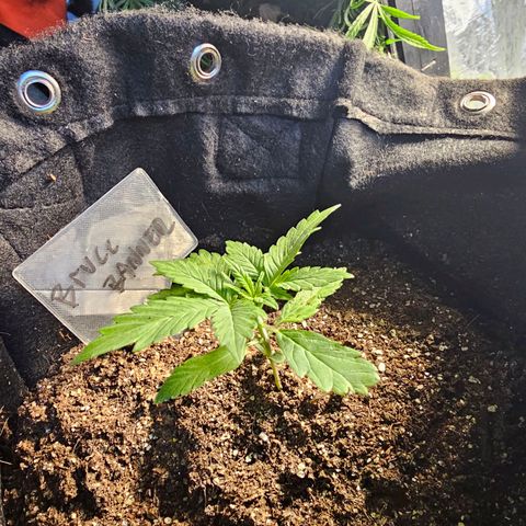Bruce Banner  growlog timeline photo
