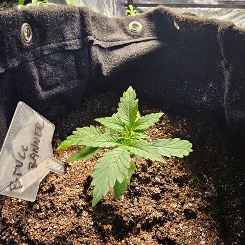 Bruce Banner  growlog timeline photo