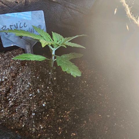 Bruce Banner  growlog timeline photo