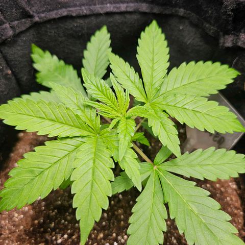 Bruce Banner  growlog timeline photo