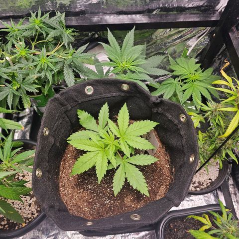 Bruce Banner  growlog timeline photo