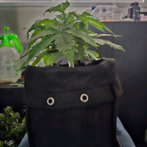 Bruce Banner  growlog timeline photo