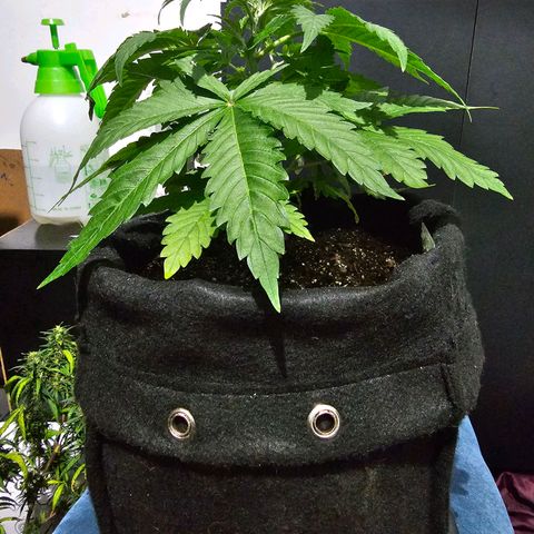 Bruce Banner  growlog timeline photo