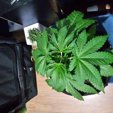 Bruce Banner  growlog timeline photo