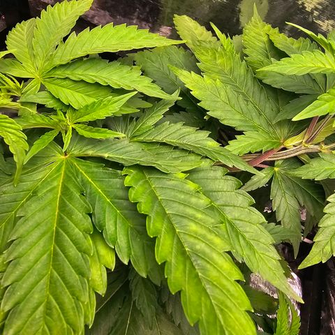 Bruce Banner  growlog timeline photo