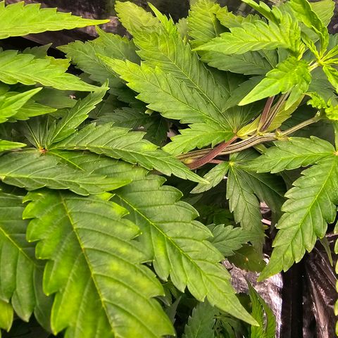 Bruce Banner  growlog timeline photo